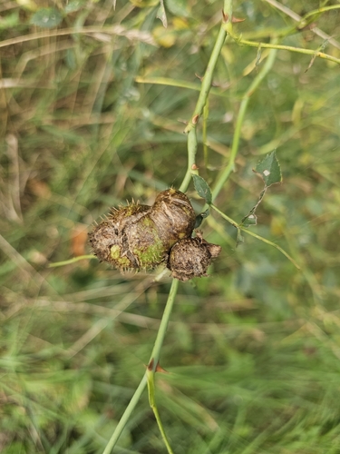 Diplolepis mayri