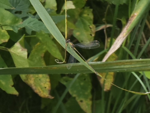Western Willow Spreadwing