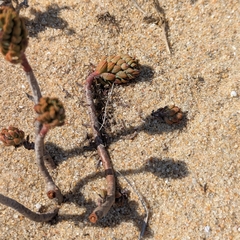 Petrosedum sediforme, photograph (c) Dmitry Trutsko, some rights reserved (CC BY)