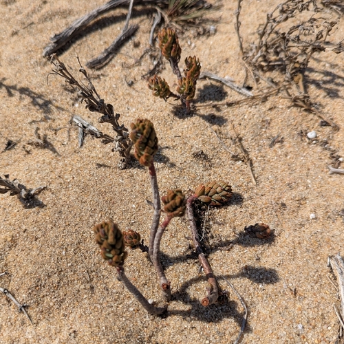 Petrosedum sediforme, photograph 6