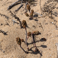 Petrosedum sediforme, photograph (c) Dmitry Trutsko, some rights reserved (CC BY)