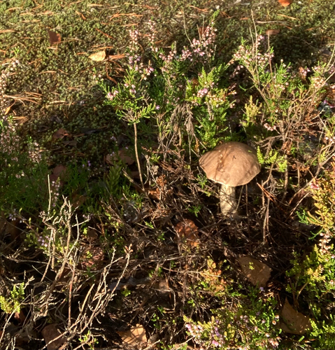 Brown Birch-bolete