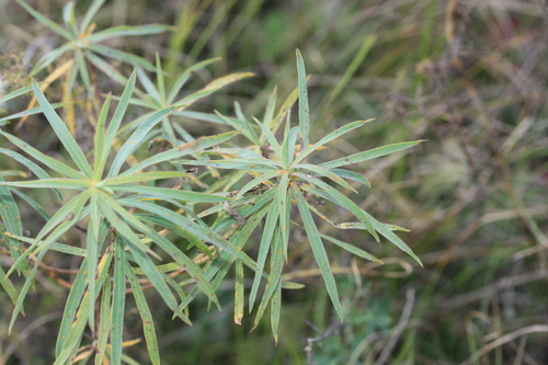 Melampsora euphorbiae-dulcis