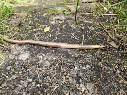 Common Slowworm