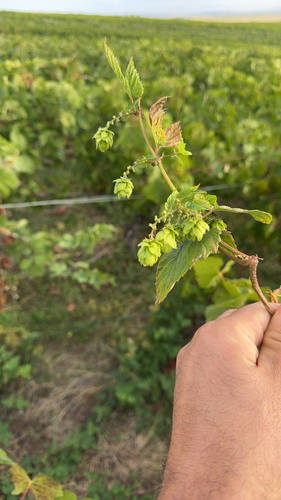 common hops