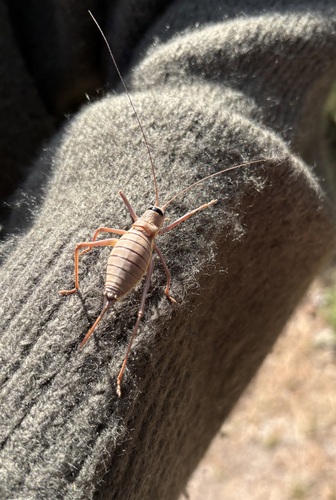 Saddle-backed Bush Cricket