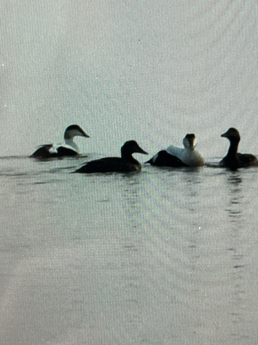 Common Eider