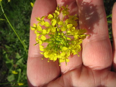 Sisymbrium loeselii