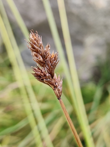 Carex leporina, 2026-09-19
