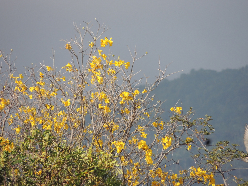 Handroanthus serratifolius; photograph (c) Paulo Nogueira, some rights reserved (CC BY)