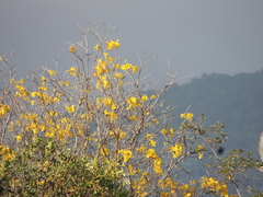 Handroanthus serratifolius