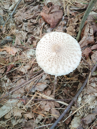 Parasol
