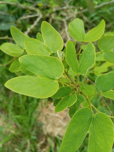 Brazilian orchid tree