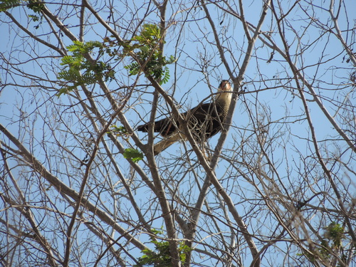 Crested Caracara