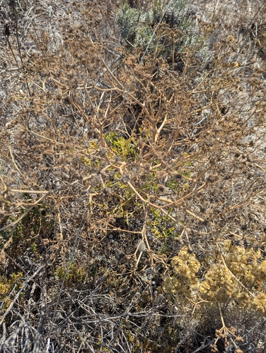 Seseli tortuosum, photograph 2