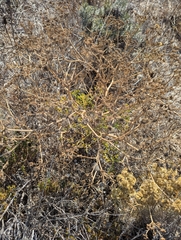 Seseli tortuosum, photograph (c) Dmitry Trutsko, some rights reserved (CC BY)