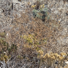 Seseli tortuosum, photograph (c) Dmitry Trutsko, some rights reserved (CC BY)
