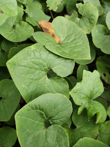 Canadian wild ginger