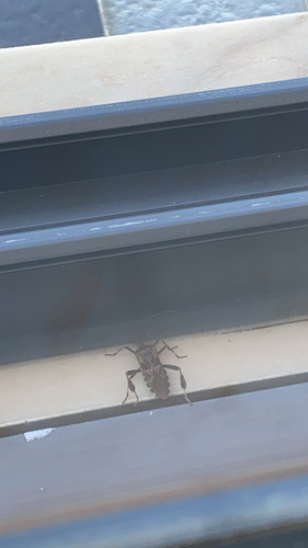 Western Conifer Seed Bug