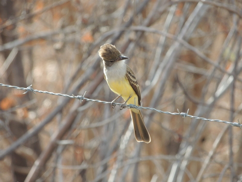 Brown-crested Flycatcher