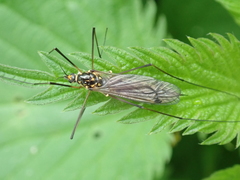 Nephrotoma pratensis