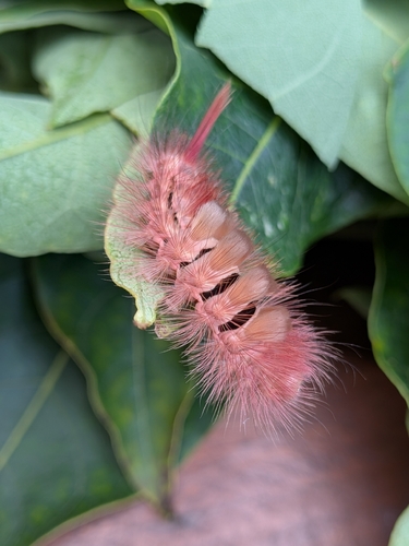Pale Tussock Moth