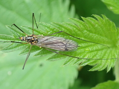 Nephrotoma pratensis