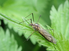 Nephrotoma pratensis