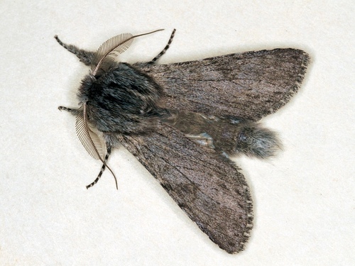 Dicranura ulmi