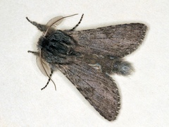 Dicranura ulmi