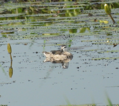 Cotton Pygmy-Goose