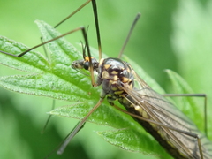 Nephrotoma pratensis