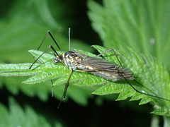 Nephrotoma pratensis