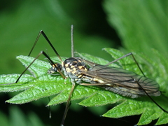 Nephrotoma pratensis