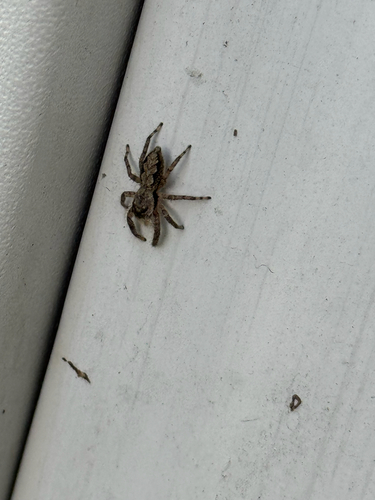 Tan Jumping Spider