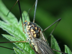 Nephrotoma pratensis