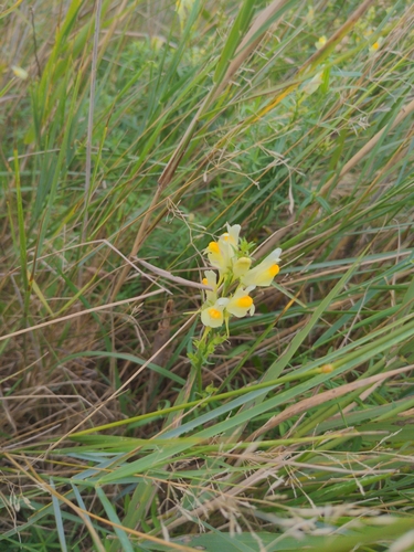 common toadflax