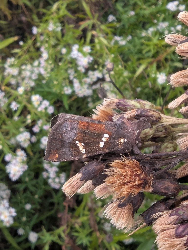 Ironweed Borer