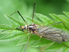 Nephrotoma pratensis