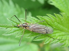 Nephrotoma pratensis