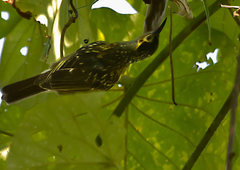 Xanthotis macleayanus