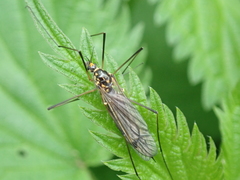 Nephrotoma pratensis