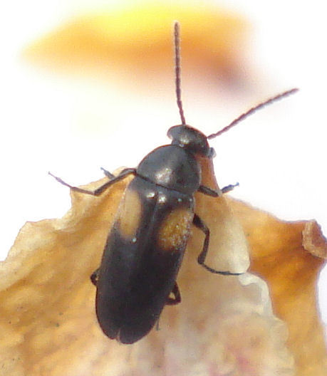 Anaspis fasciata
