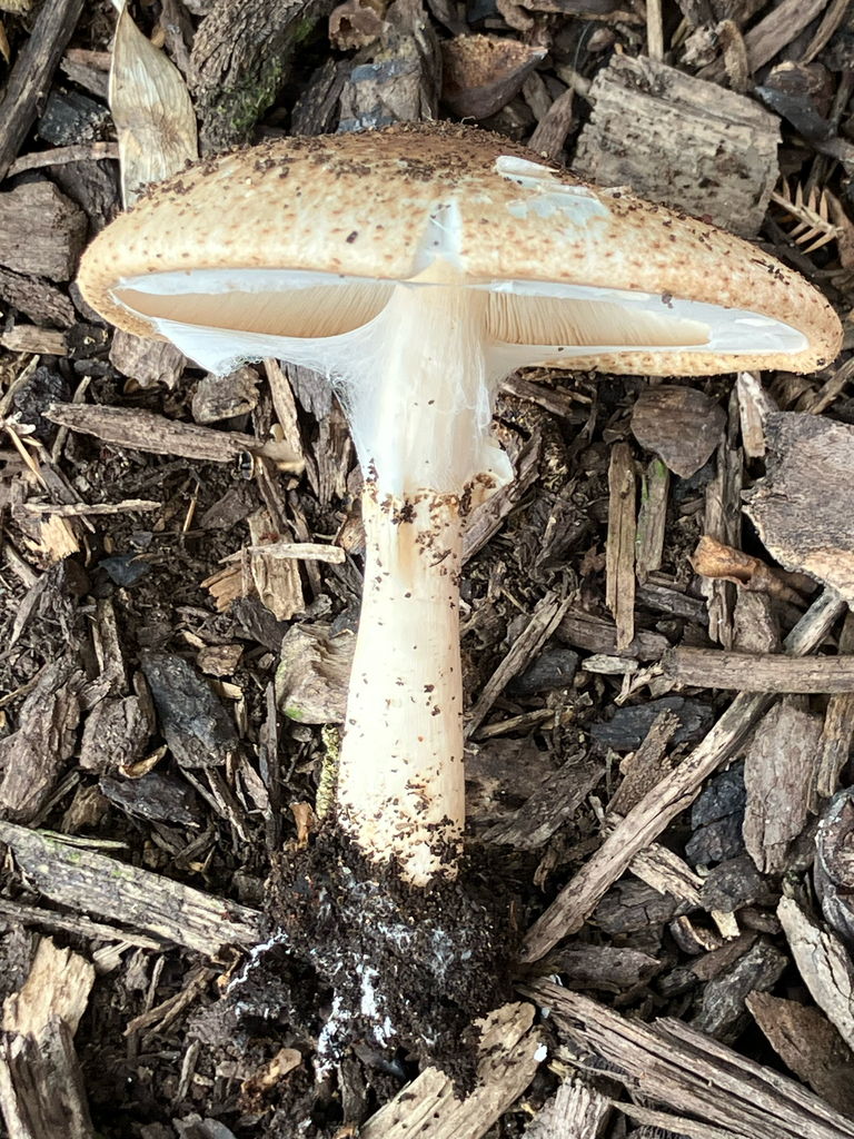 Freckled Dapperling · September 2026 · photo: Photo: no rights reserved · iNaturalist