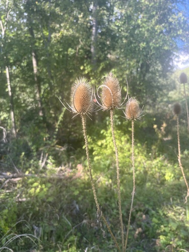 wild teasel