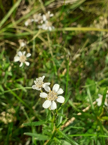 Sneezewort