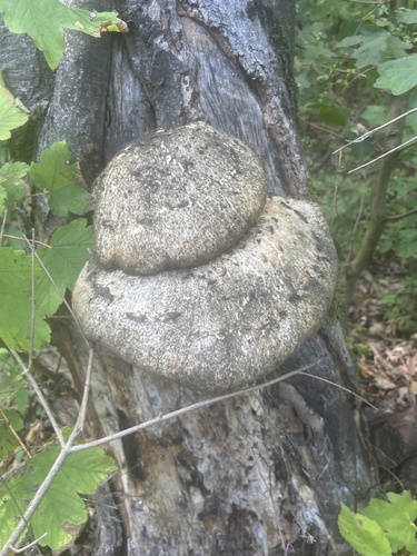birch polypore