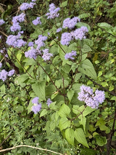 blue mistflower