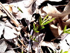 Phlox subulata