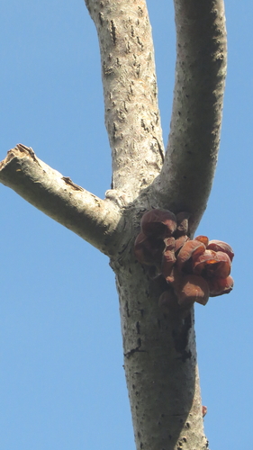 Jelly Ear